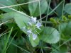 Common Speedwell (Veronica officinalis)