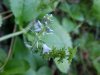 Common Speedwell (Veronica officinalis)