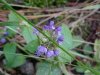 Heal-all; Self-heal (Prunella vulgaris)