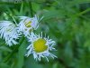 Daisy Fleabane (Erigeron annus)