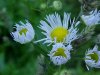 Daisy Fleabane (Erigeron annus)