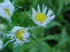 Daisy Fleabane (Erigeron annus)