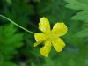 Common Buttercup (Ranunculus acris)