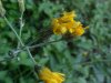 Yellow Hawkweed; King Devil (Hieracium caespitosum; Hieracium pratense; Hieracium floribundum)