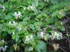 Japanese Honeysuckle (Lonicera japonica)