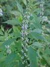 Motherwort (Leonurus cardiaca)