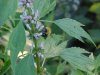 Bee on Motherwort (Leonurus cardiaca)