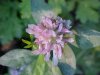 Red Clover (Trifolium pratense)