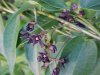 Black swallow-wort (Cynanchum nigrum; Cynanchum rossicum)