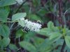 Bees on Wildflowers of LDEO, Columbia Univ., Palisades, N.Y., USA