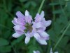 Crown Vetch (Coronilla varia)