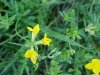 Birdsfoot Trefoil (Lotus corniculata)