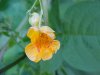 Pale Touch-me-not;  Jewelweed (Impatiens pallida)