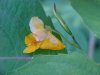 Pale Touch-me-not;  Jewelweed (Impatiens pallida)