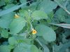 Pale Touch-me-not;  Jewelweed (Impatiens pallida)