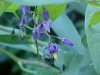 Bittersweet Nightshade; Climbing Nightshade; Deadly Nightshade (Solanum dulcamara)