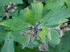 Wild Geranium; Crane's Bill (Geranium maculatum) seedpods