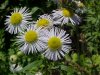 Daisy Fleabane (Erigeron annus)