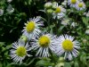 Daisy Fleabane (Erigeron annus)
