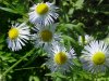 Daisy Fleabane (Erigeron annus)