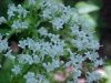 Swamp Valerian; (Valeriana uliginosa)