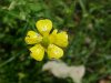 Common Buttercup (Ranunculus acris)
