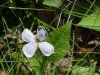 Dame's Rocket; Dame's Violet; Mother-of-the-Evening (Hesperis matronalis)