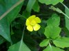 Common Buttercup (Ranunculus acris)