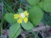 Indian Strawberry (Duchesnea indica)