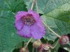 Purple-flowering Raspberry (Rubus odoratus)