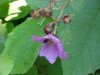 Purple-flowering Raspberry (Rubus odoratus)