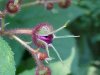 Purple-flowering Raspberry (Rubus odoratus)
