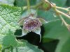 Purple-flowering Raspberry (Rubus odoratus)