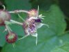Purple-flowering Raspberry (Rubus odoratus)