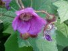 Purple-flowering Raspberry (Rubus odoratus)