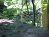 Chipmunk of LDEO, Columbia Univ., Palisades, N.Y., USA