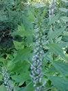 Motherwort (Leonurus cardiaca)