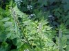 Motherwort (Leonurus cardiaca)
