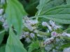 Motherwort (Leonurus cardiaca)