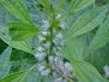 Motherwort (Leonurus cardiaca)