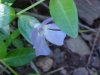 Periwinke; Myrtle (Vinca Minor)