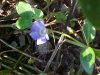 Periwinke; Myrtle (Vinca Minor)