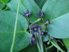 Black swallow-wort (Cynanchum nigrum; Cynanchum rossicum)