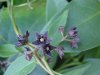 Black swallow-wort (Cynanchum nigrum; Cynanchum rossicum)