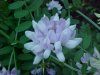 Crown Vetch (Coronilla varia)