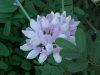 Crown Vetch (Coronilla varia)