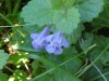 Ground Ivy; Gill-over-the-ground;  Creeping Charlie (Glechoma  hederacea)