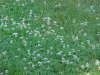 White Clover; Dutch Clover (Trifolium repens)