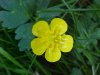 Common Buttercup (Ranunculus acris)