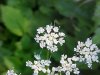 Wild Angelica (Angelica triquinata) - described as closely resembling the very poisoness Water Hemlock (Cicuta maculata)